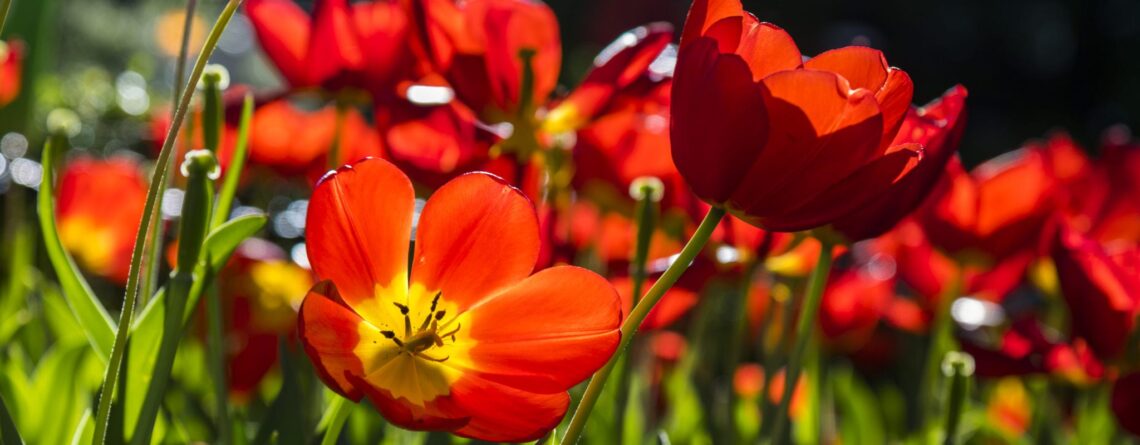 flowers bouquet tulips