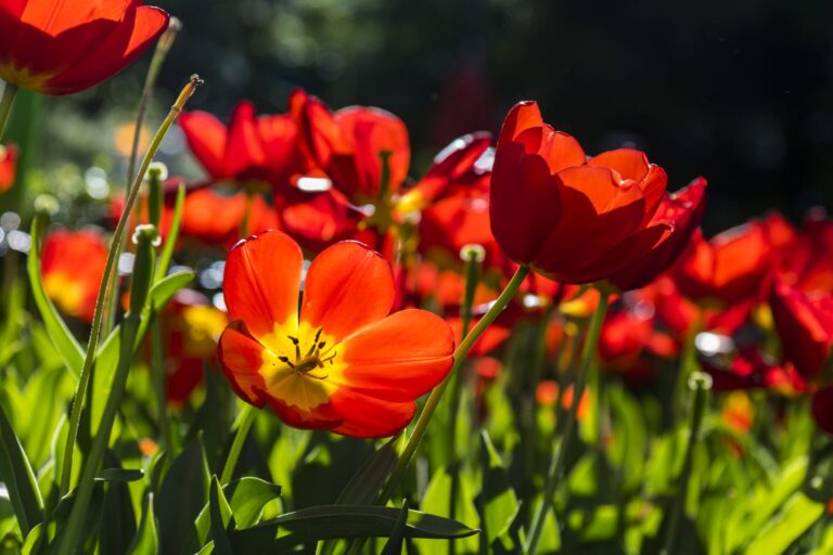 flowers bouquet tulips