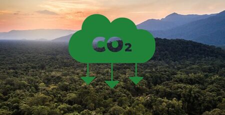 image of an overview of a forest with mountains in the background at sunrise with a graphic of a cloud with "CO2" and arrows pointing downward