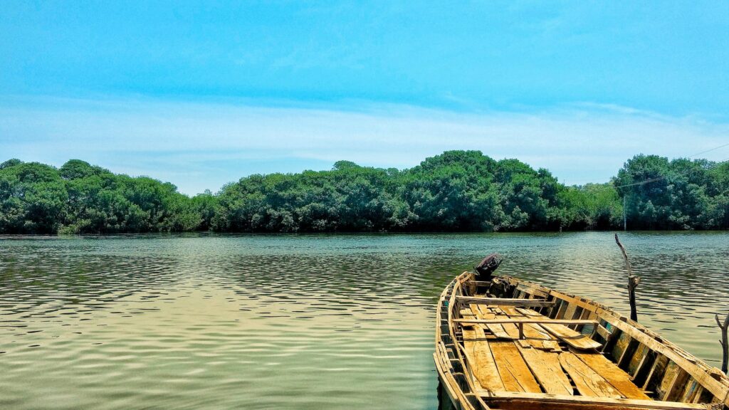 Mangrove trees water boat