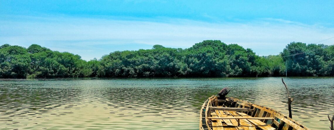 Mangrove trees water boat