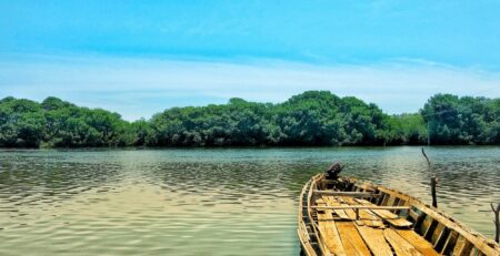 Mangrove trees water boat