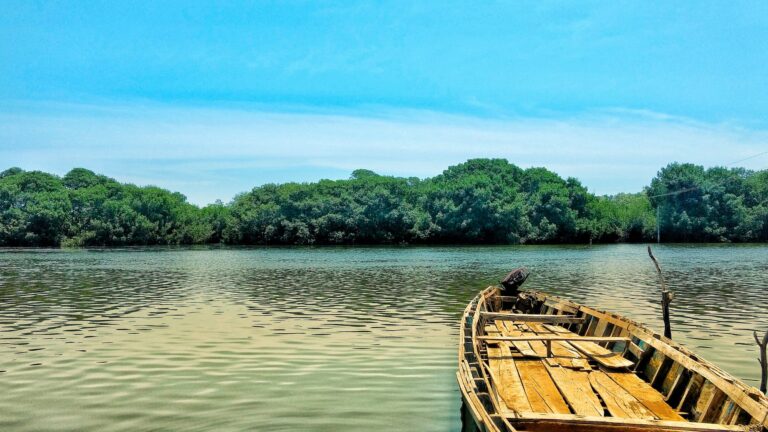 Mangrove trees water boat