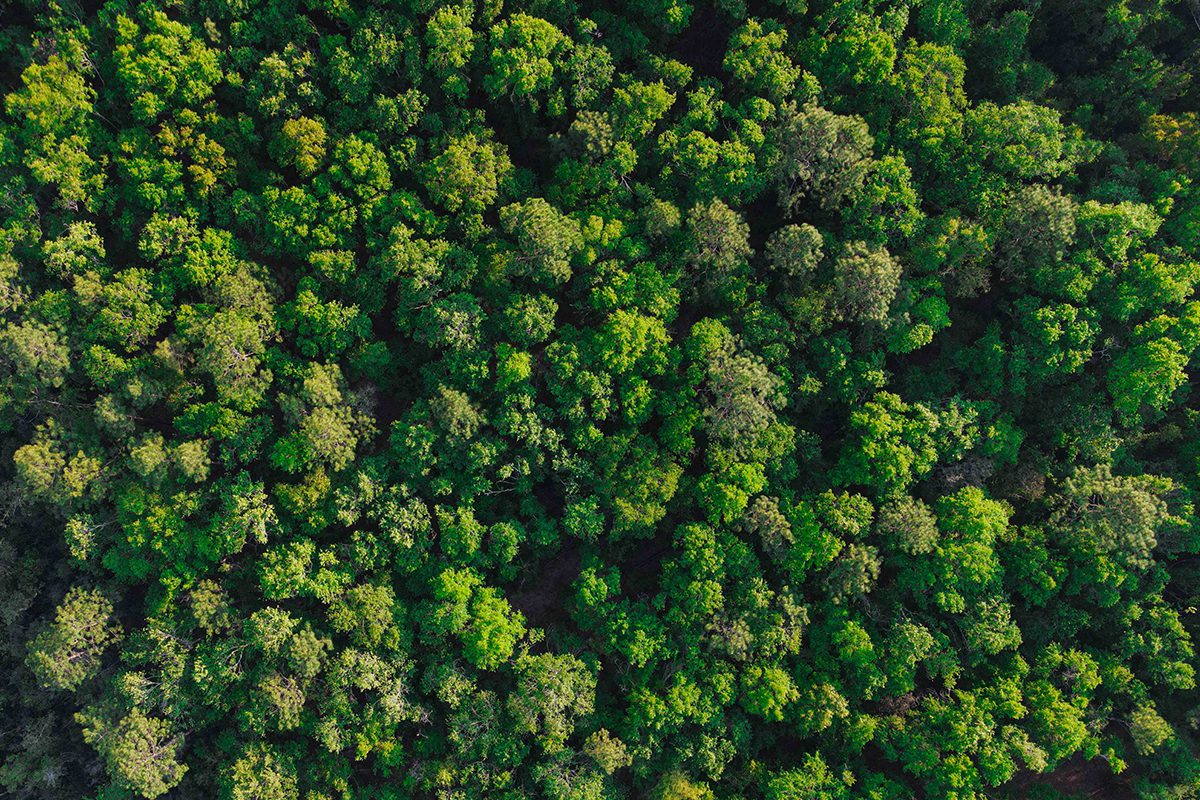 overhead view of a forest