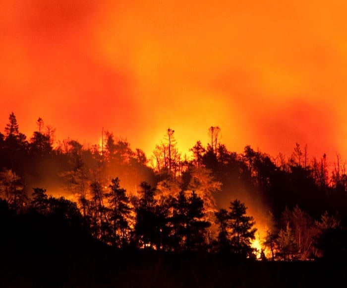 wildfire fire forest